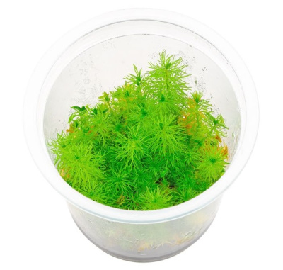 Перистолистник Гуайана (меристемное растение)